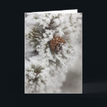 Cartão De Festividades Lodgepole Pine cone in winter in Yellowstone<br><div class="desc">Lodgepole Pine cone in winter in Yellowstone National Park � Chuck Haney / DanitaDelimont.com</div>
