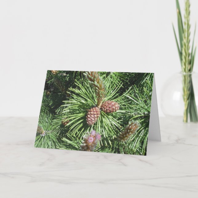 Cartão De Festividades Long-Needled Pine Christmas Card (Frente)