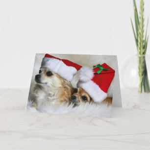 Cartão De Festividades Longhair chihuahuas
