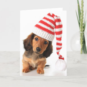 Cartão De Festividades Longhair Dachshund Puppy