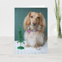 Longhaired dachshund sitting on a wicker table
