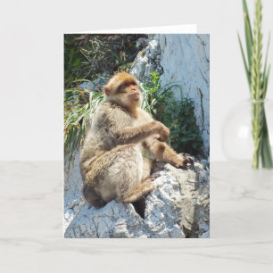 Cartão De Festividades macaco-de-gibraltar