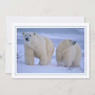 Cartão De Festividades Mãe de Urso Polar com Cubo na Neve