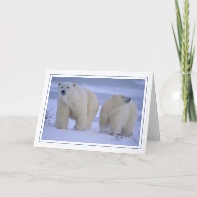 Cartão De Festividades Mãe de Urso Polar com Cubo na Neve (Frente)
