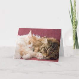 Cartão De Festividades Maine Coon cats greeting card