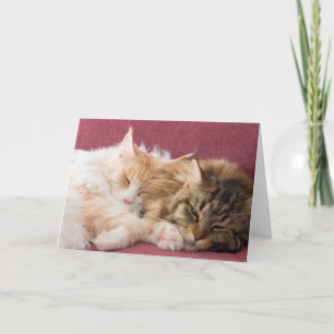 Cartão De Festividades Maine Coon cats greeting card