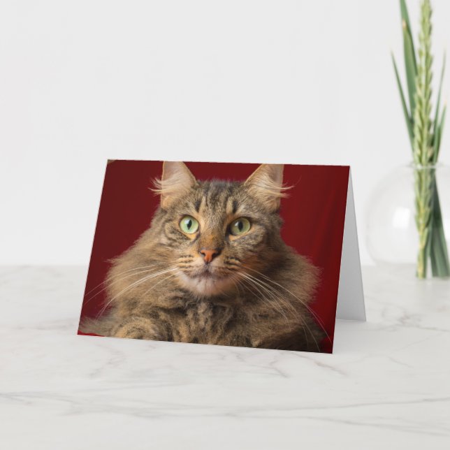 Cartão De Festividades Maine Coon para o Natal com colecionador (Frente)