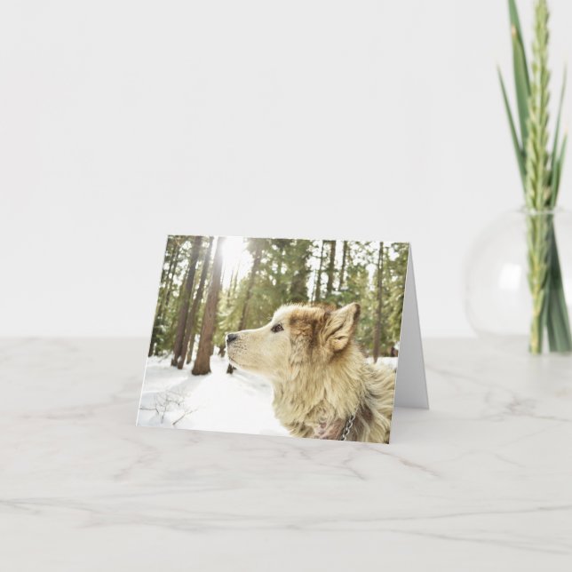 Cartão De Festividades Malamute em Snowy Woods (Frente)