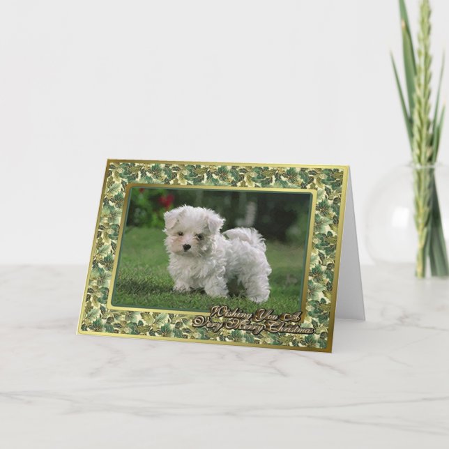 Cartão De Festividades Maltese Puppy Blank Christmas Card (Frente)