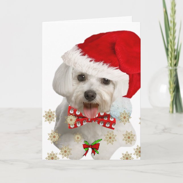 Cartão De Festividades Maltese Wish You Merry Christmas Card (Frente)