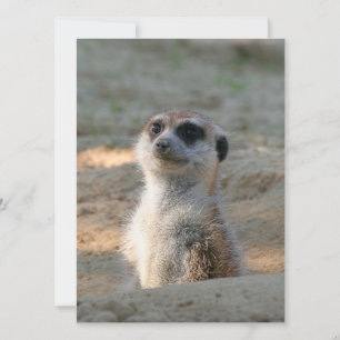 Cartão De Festividades Meerkat 004