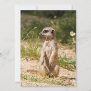 Cartão De Festividades Meerkat 038