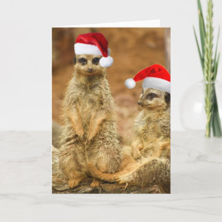 Cartão De Festividades Meerkat Christmas card