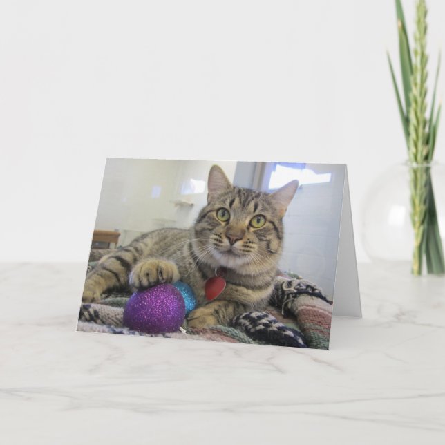 Cartão De Festividades Meowy Christmas Cat (Frente)