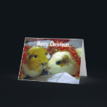 Cartão De Festividades Merry Christmas Guinea pig card<br><div class="desc">for the seriously into piggies</div>