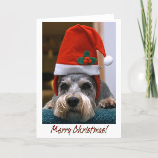 Cartão De Festividades Merry Christmas Schnauzer