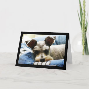 Cartão De Festividades Mini Schnauzer