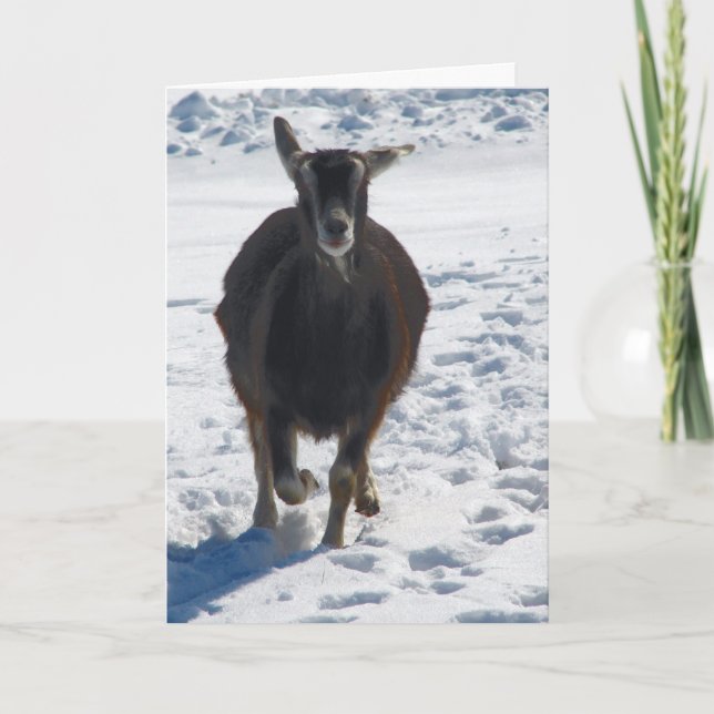 Cartão De Festividades Misha se divertindo no Natal da neve (Frente)