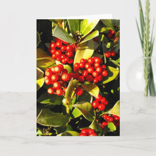 Cartão De Festividades Morangos do inverno vermelho em Jersey