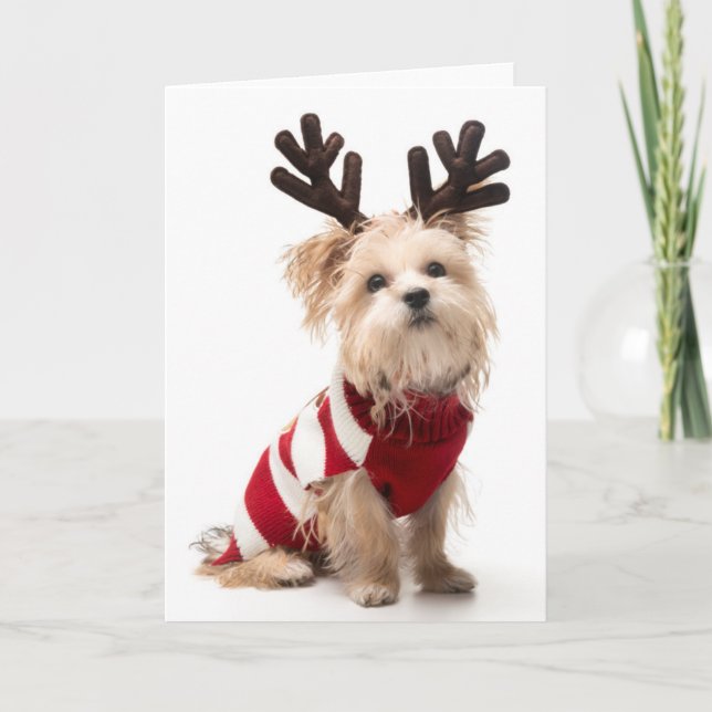 Cartão De Festividades Morkie breed dog with Christmas antlers (Frente)