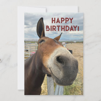 Cartão De Festividades Mule Bastante Bastante Aniversário Carteira