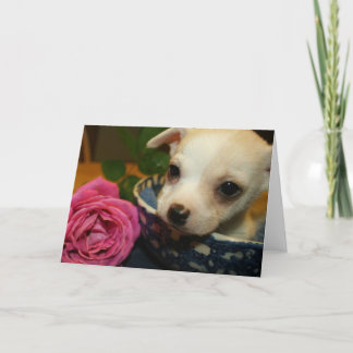Cartão De Festividades Namorados de amor bebê Chihuahua Puppy Rosa