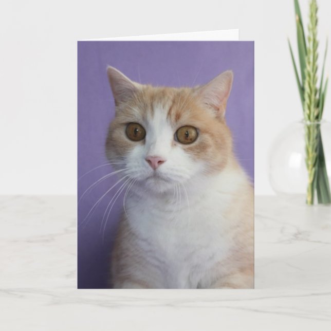 Cartão De Festividades Namorados de Gatinho/gato engraçado personalizável (Frente)