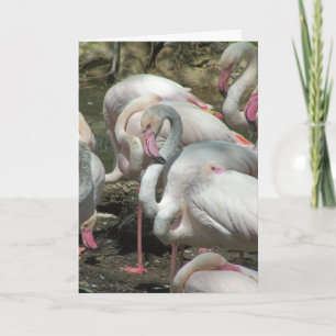 Cartão De Festividades Namorados do flamingo