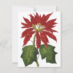 Cartão De Festividades Natal Antigo, Planta de Inverno Poinsettia Vermelh