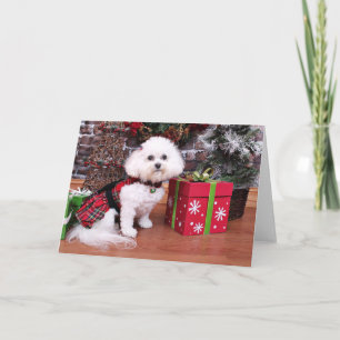 Cartão De Festividades Natal - Bichon Frise