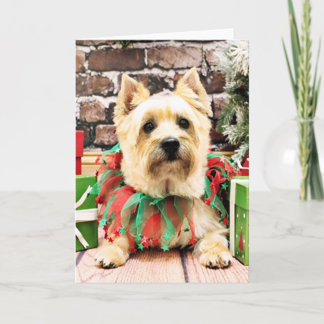 Cartão De Festividades Natal - Cairn Terrier - Lola (Frente)