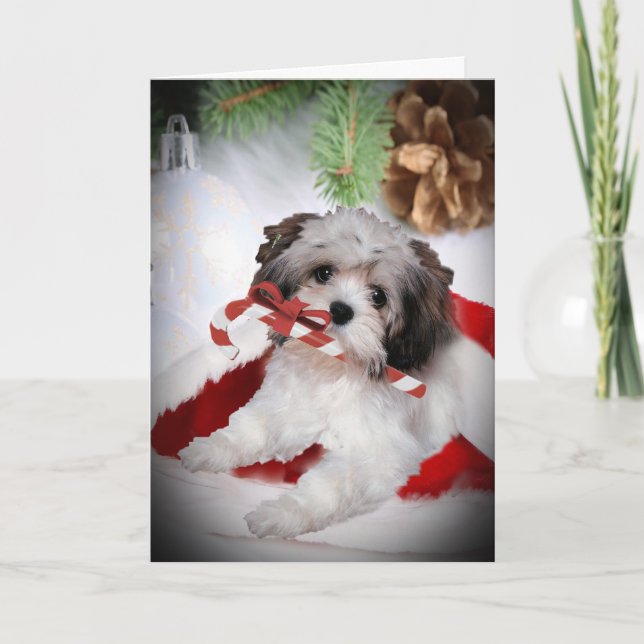 Cartão De Festividades Natal de Havanese (Frente)