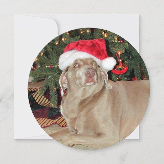 Cartão De Festividades Natal personalizado do Weimaraner (Frente)