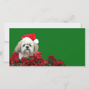 Cartão De Festividades Natal Shih Tzu