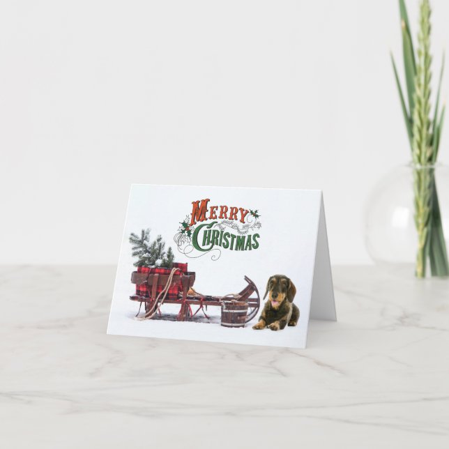 Cartão De Festividades Natal Wirehair Dachshund (Frente)