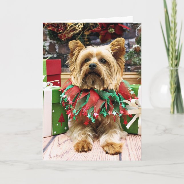 Cartão De Festividades Natal - Yorkie - máximo (Frente)