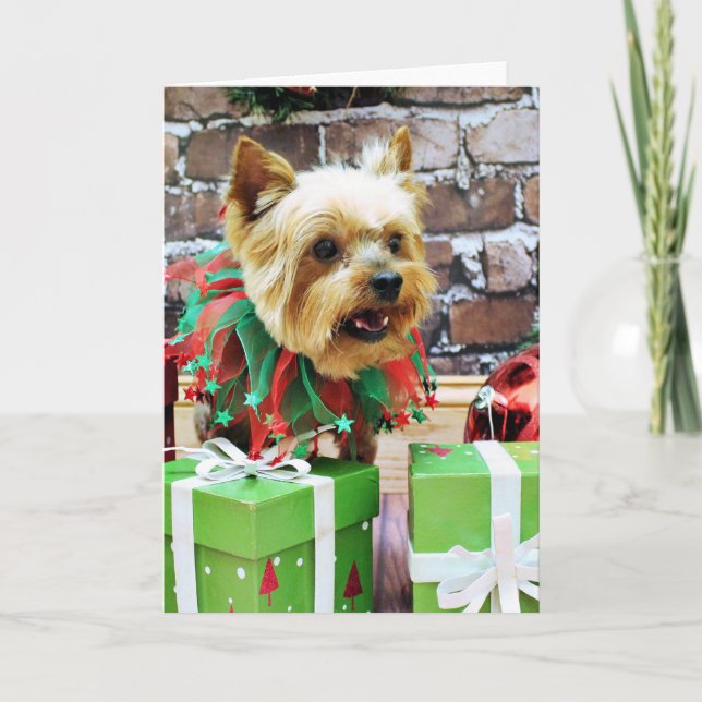 Cartão De Festividades Natal - Yorkie - Willie (Frente)