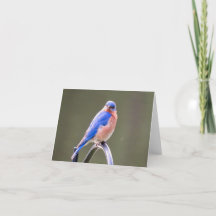 Notecard de Bluebird Oriental Masculino