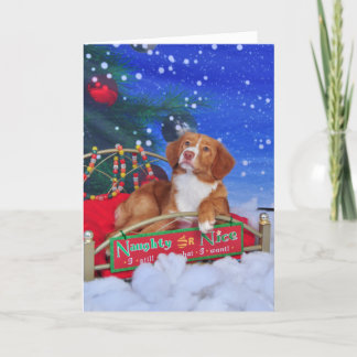 Cartão De Festividades Nova Scotia Duck Tolling Retriever Christmas Card