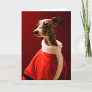 Cartão De Festividades O cachorro veste as roupas do Pai Natal