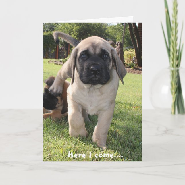 Cartão De Festividades O filhote Mastiff vem te desejar um feliz v-dia (Frente)