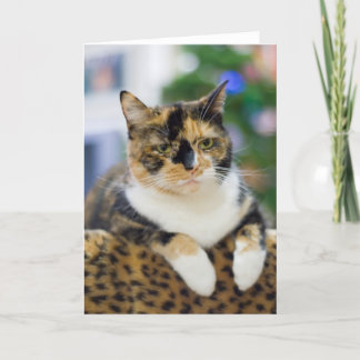 Cartão De Festividades O gato não é usado