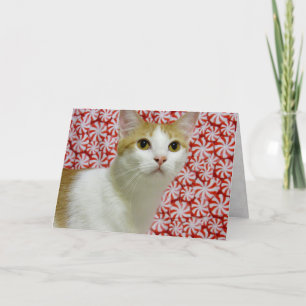 Cartão De Festividades O Natal da Annie ( Cat / Kitten )