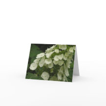 Oakleaf hydrangea (Hydrangea quercifolia) card