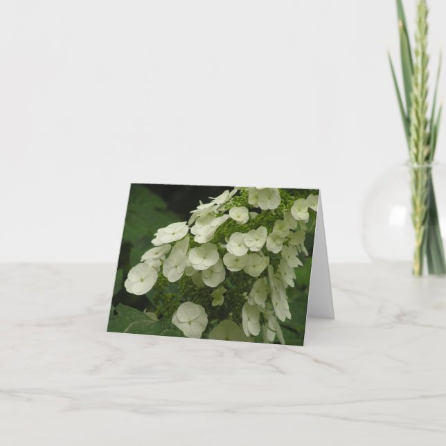 Cartão De Festividades Oakleaf hydrangea (Hydrangea quercifolia) card (Frente)
