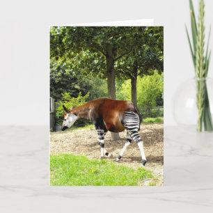 Cartão De Festividades Okapi indo embora