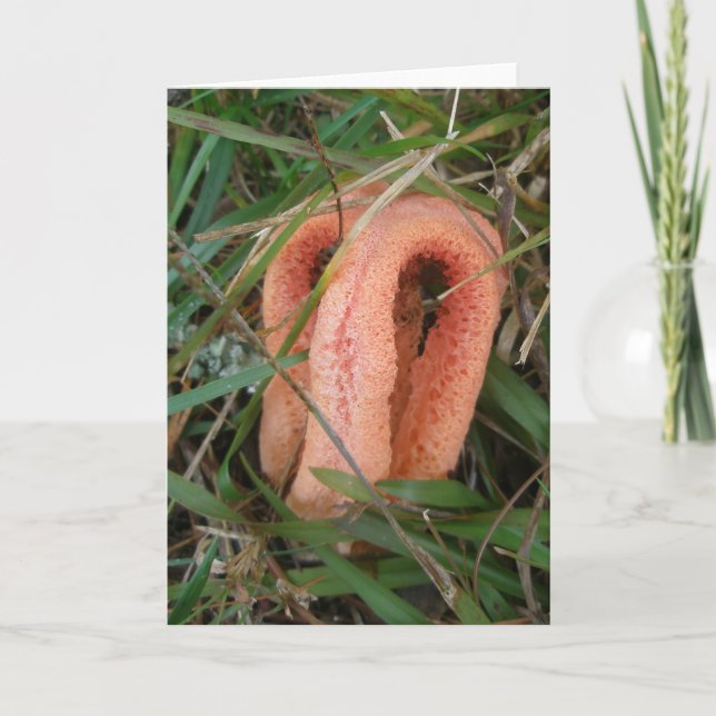 Cartão De Festividades Orange Mushroom OBX Notecard (Frente)