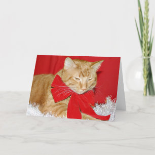 Cartão De Festividades Orange tabby cat in bow