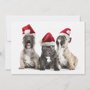 Cartão De Festividades Os filhotes de cachorro do buldogue francês canta