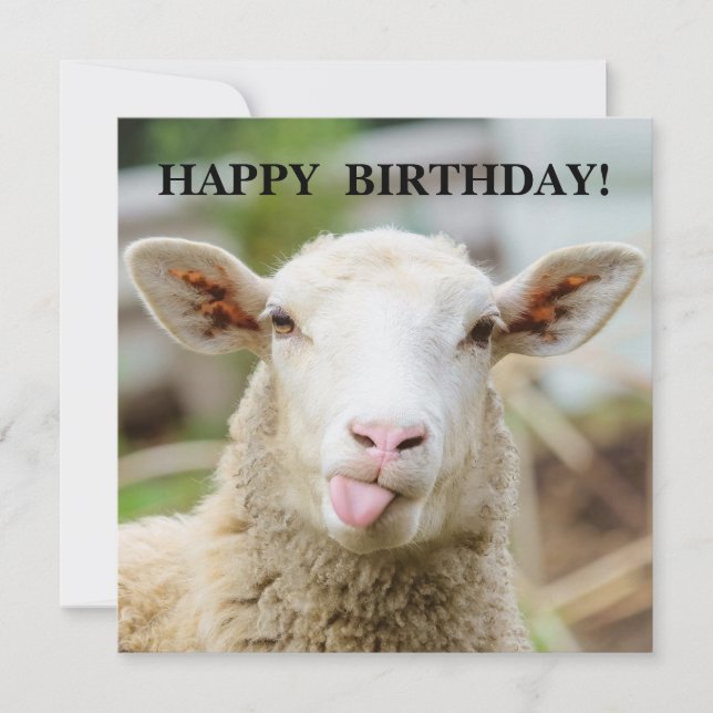 Cartão De Festividades Ovelhas mostram a língua (Frente)